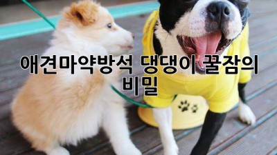 애견마약방석: 댕댕이 꿀잠의 비밀